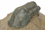 Corynexochid (Paralejurus) Trilobite - Lghaft, Morocco #210166-5